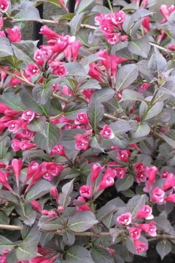 Вейгела квітуча Танго | Вейгела цветущая Танго | Weigela florida Tango